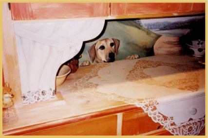 Cupboard with dog
